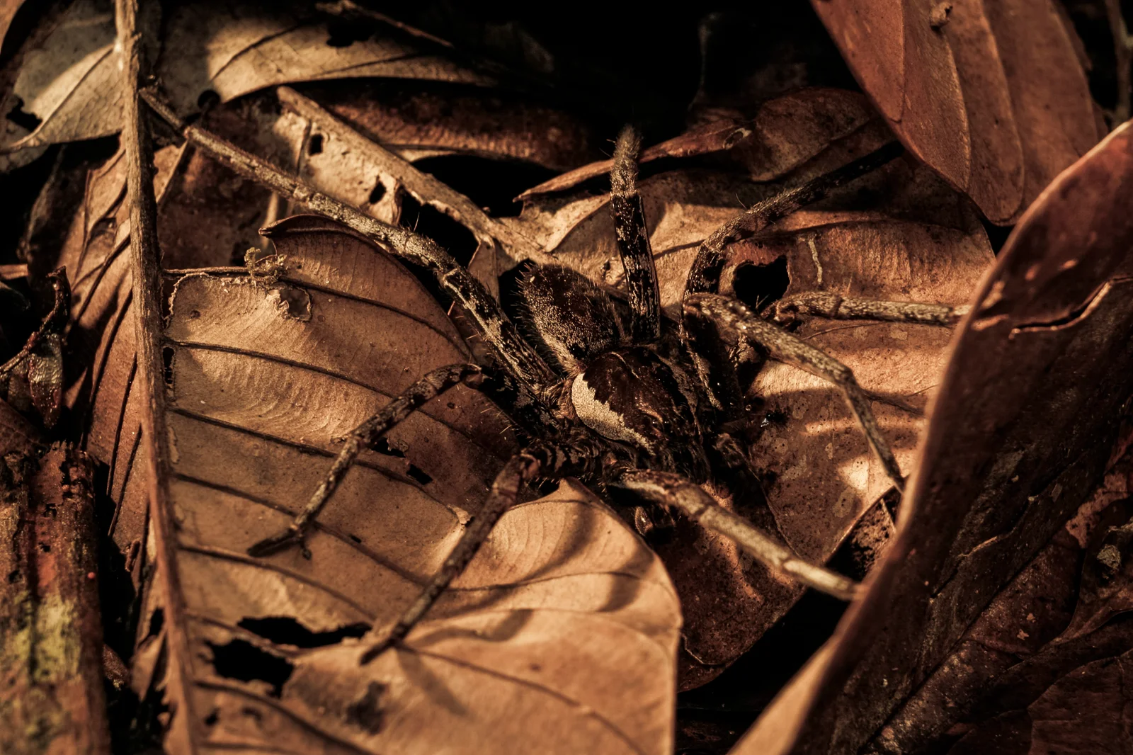 AMAZÔNIA, TIME OF WATER 12