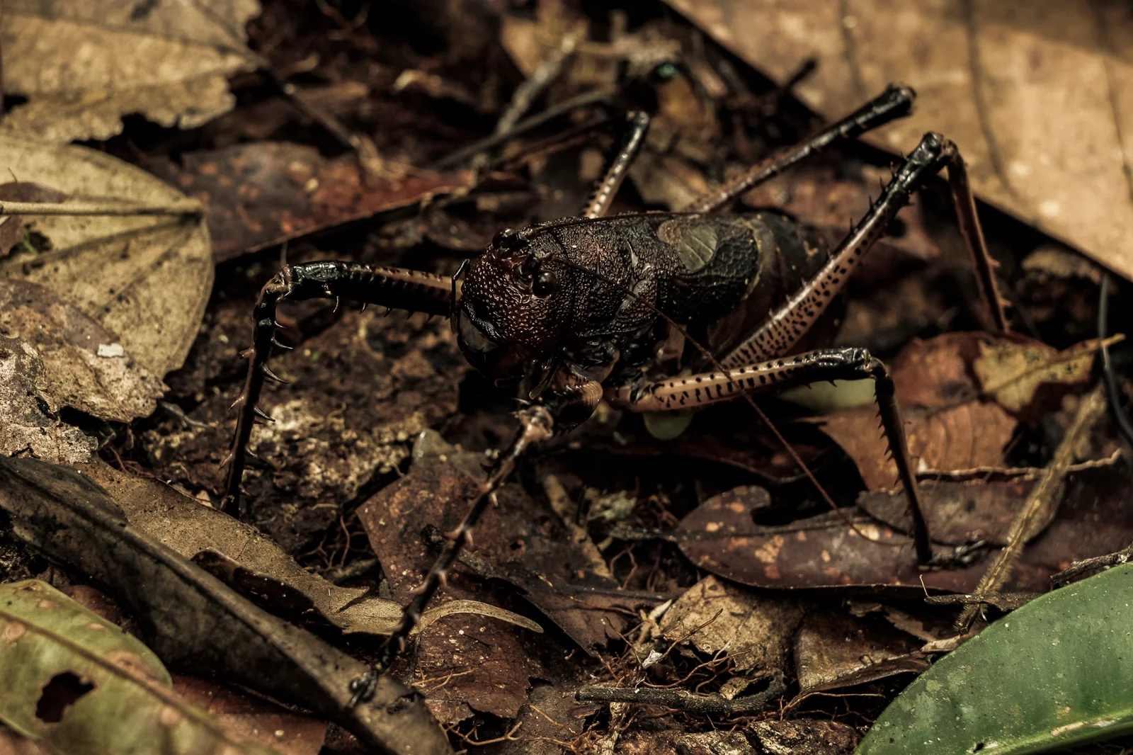 AMAZÔNIA, TIME OF WATER 13