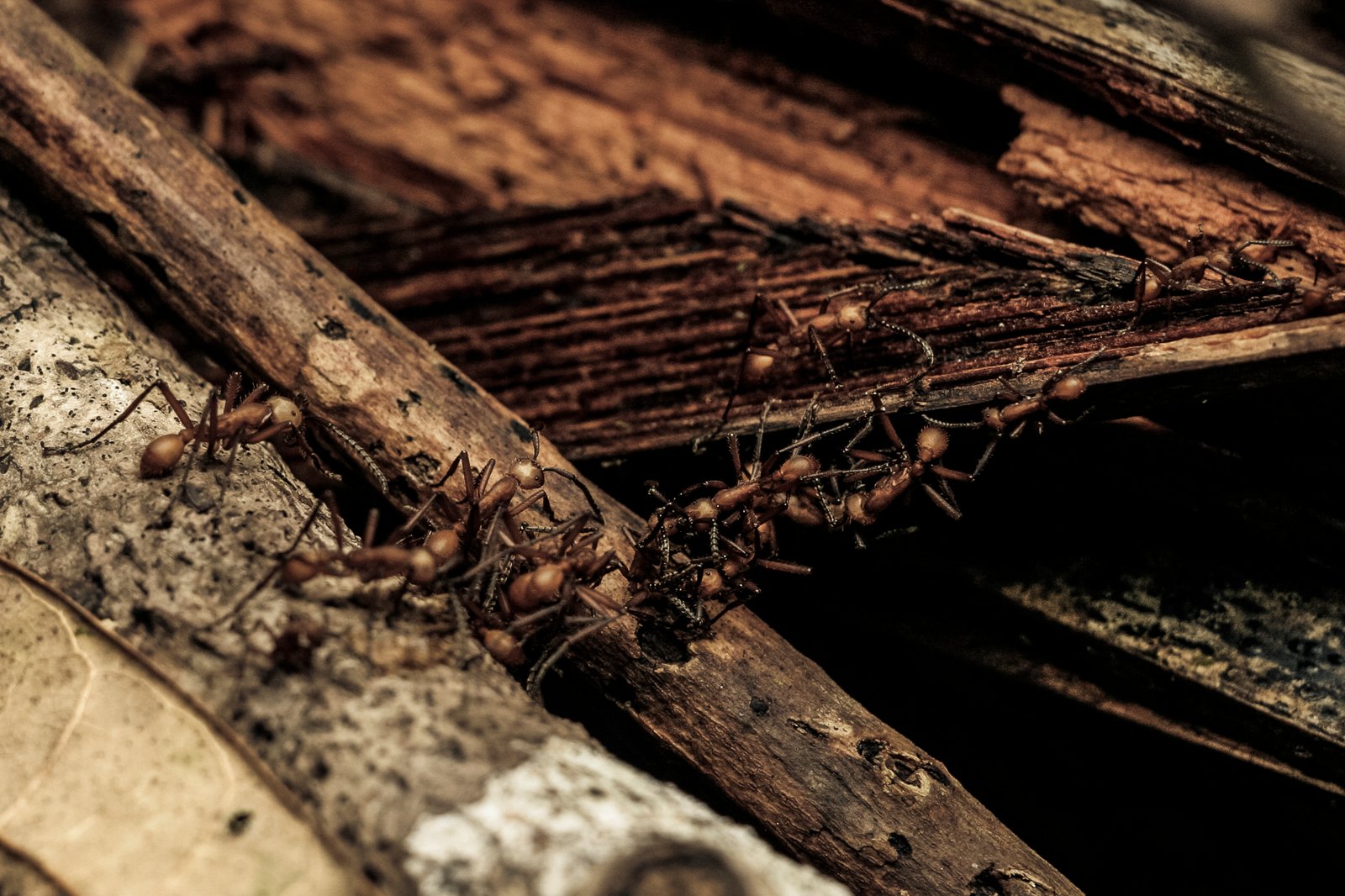 AMAZÔNIA, TIME OF WATER 15