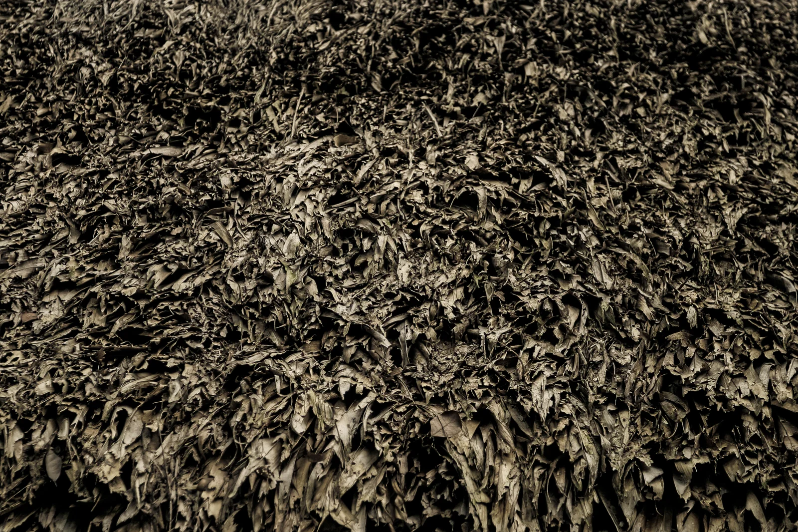 Amazônia