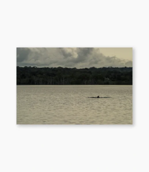 Barbatana de boto emergindo na água escura do rio, Amazônia – fotografia de André Nunez