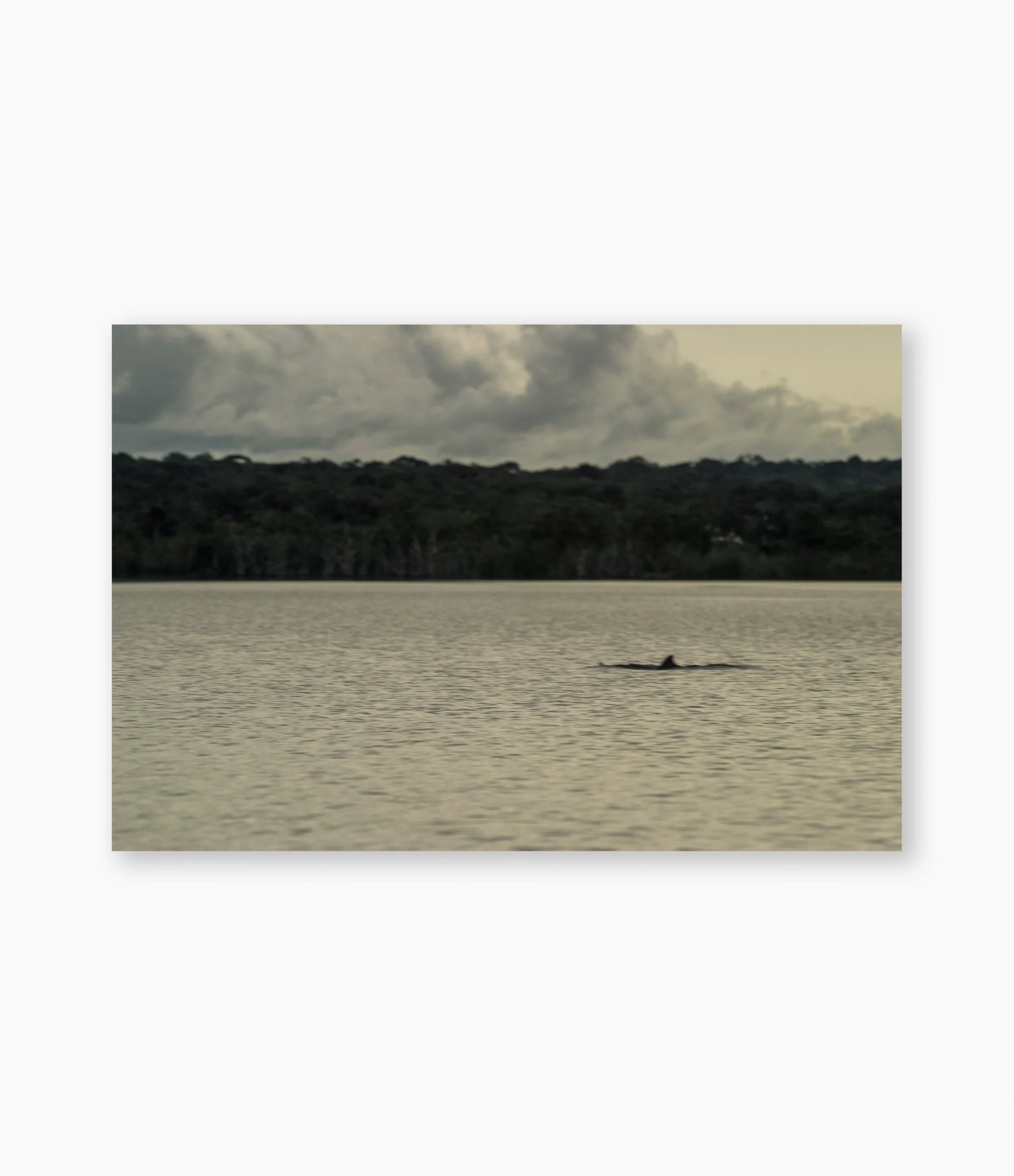 Barbatana de boto emergindo na água escura do rio, Amazônia – fotografia de André Nunez