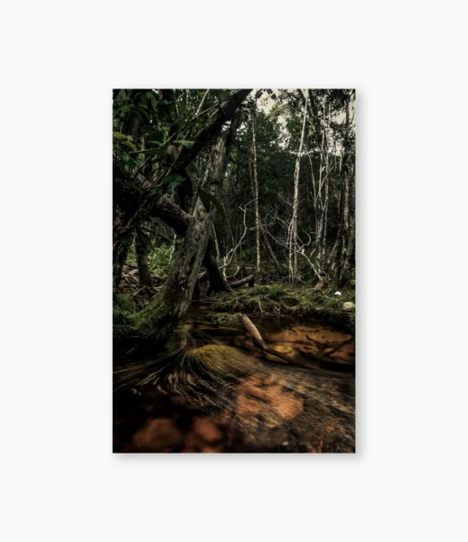 Raízes de árvore sobre solo encharcado da floresta amazônica – fotografia de André Nunez