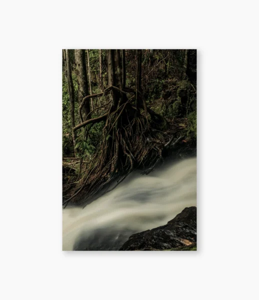 Água corrente entre raízes expostas em longa exposição, Amazônia – fotografia de André Nunez