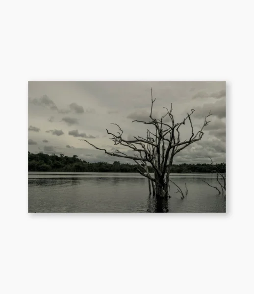 Árvore em meio à água da cheia de um rio amazônico – fotografia de André Nunez