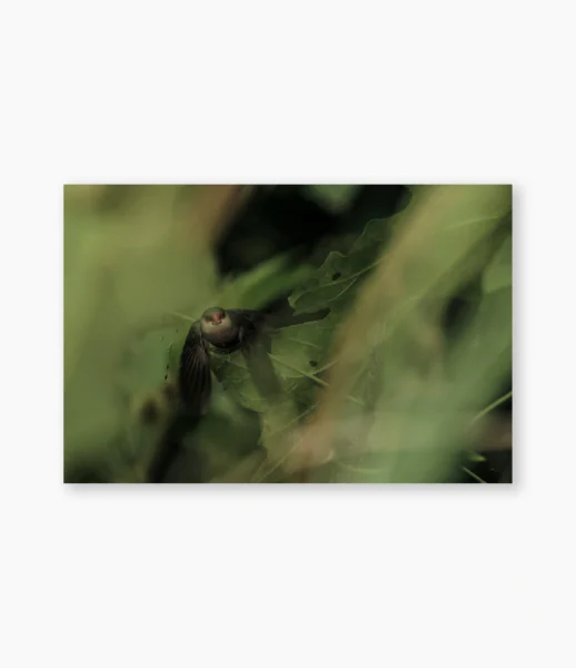 Pequeno pássaro em movimento entre folhas verdes, Amazônia – fotografia de André Nunez