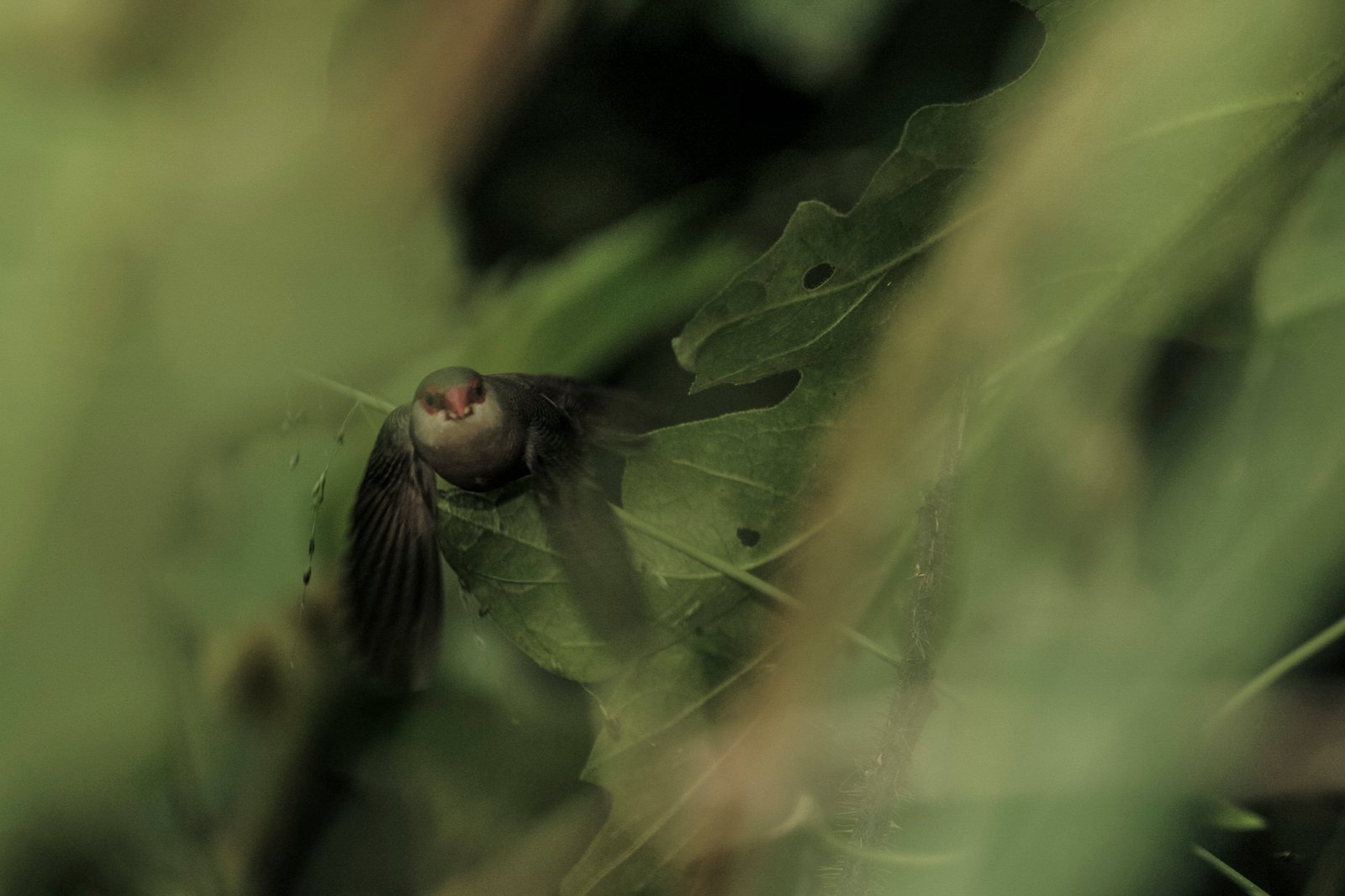 AMAZÔNIA, TIME OF WATER 8