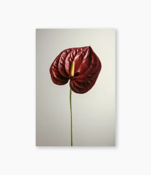 Flor de antúrio contra fundo neutro – fotografia de André Nunez
