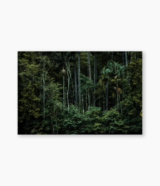 Vegetação densa da Mata Atlântica – fotografia de André Nunez