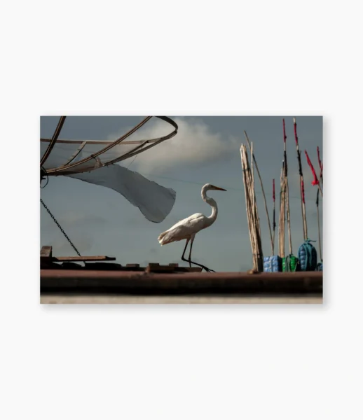 Garça branca no convés de barco pesqueiro com bandeirolas, Belém do Pará – fotografia de André Nunez