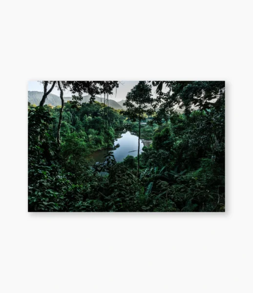 Clareira na mata de Paraty com luz entre a vegetação – fotografia de André Nunez